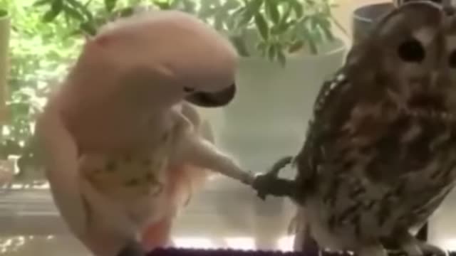 Best Funny parrot Videos of the year 2021