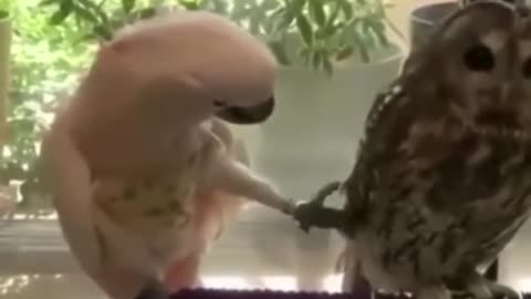 Best Funny parrot Videos of the year 2021