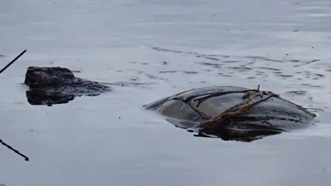 Huge Turtle