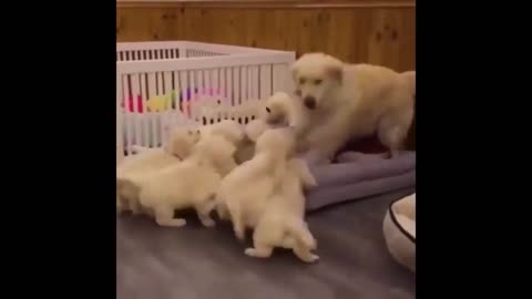 little dogs go