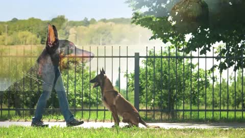 🐕 Basic Dog Training – TOP 10 Essential Commands Every Dog Should Know!