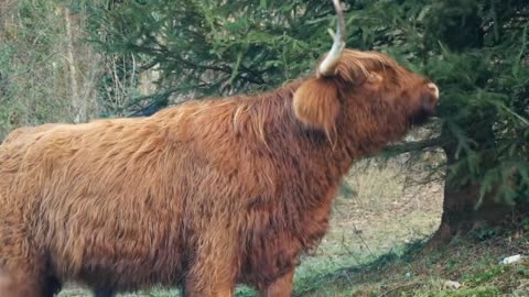 This animal is eating the leaves of the tree