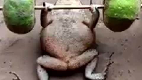 Comedy Videos Of Frog 😘