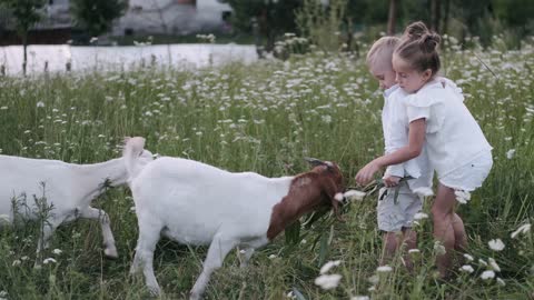 Kids feeding goats