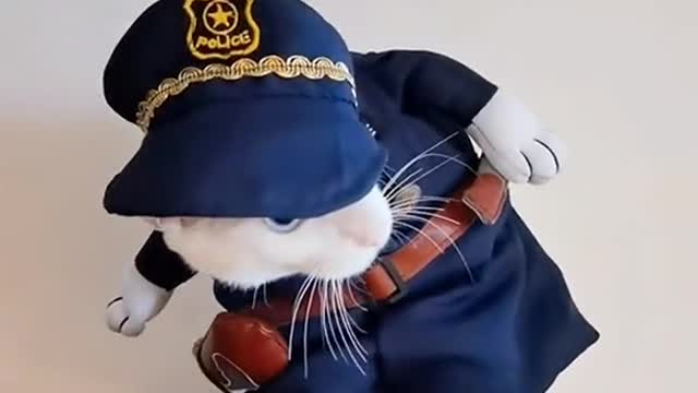 Cute cat nice video