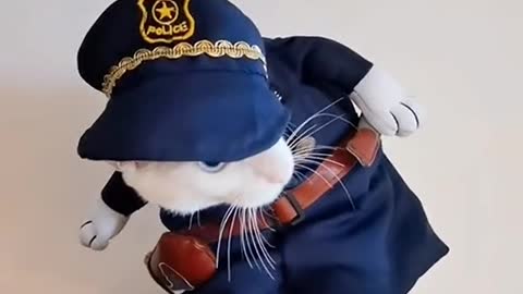 Cute cat nice video