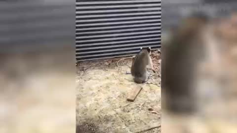 Best animal funny video 😄🤣🤣😄