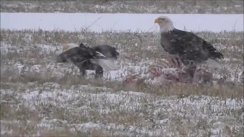 Bald Eagles Beside Their Deer Feast In The Snow!