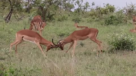 Crazy Animal fighting