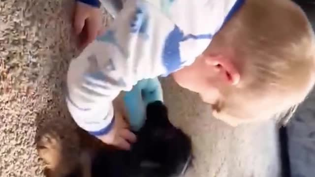 Baby and dog funny fight for eating on donalt cake, crazy and amazing moment