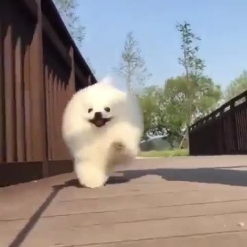Running papi dog