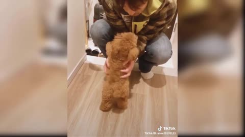 Cute Dogs and Cats are Best Friends