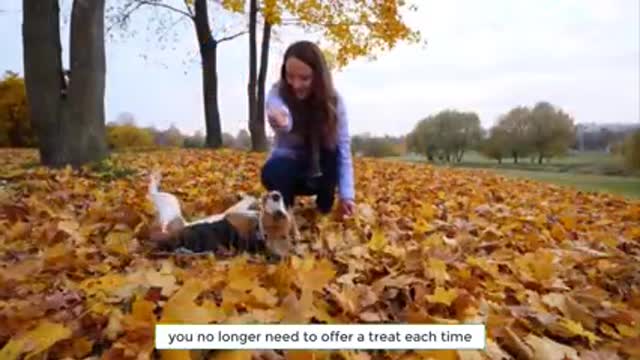 5 easy tricks you can teach your dog at home