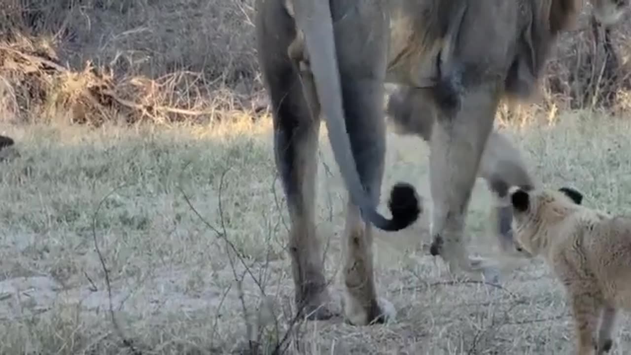 Lion Dad