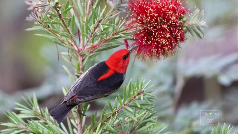 Scarlet Honeyeater of Australia