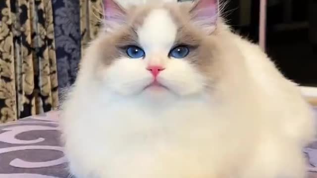 Cute cat
