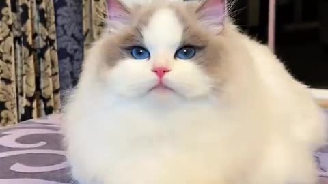 Cute cat