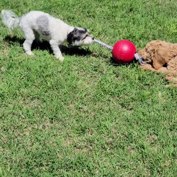 Tug o war