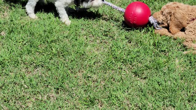 Tug o war