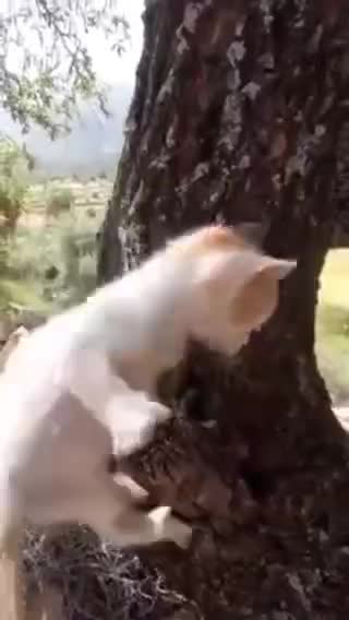 Cat 🐈cat🐈 chat 🐈chat🐈