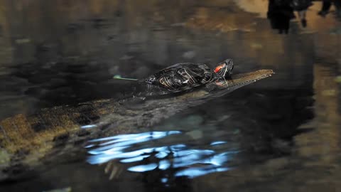 Turtle crawling on a crocodile. crocodile under water in clear water