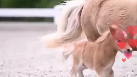 Adorable and cute Baby Pony Horse