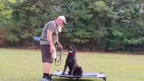 The dog started training again today
