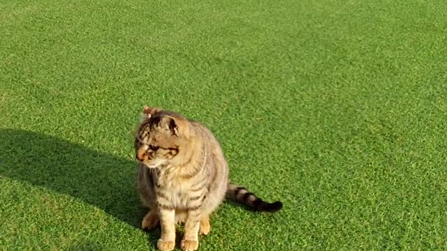 Tri-color cat