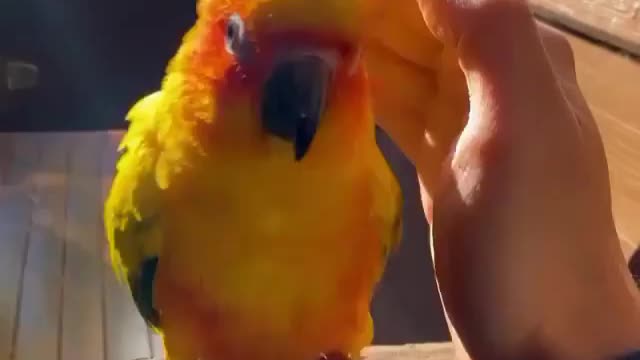 So cute 🦜