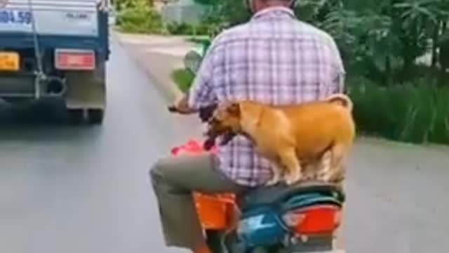 Top 3 Funny Dogs Video In One Minute . Funny Video . #short