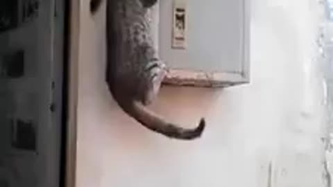 A brave cat who wants to control the place by himself