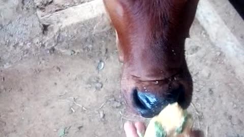 Calves like to eat cooked corn