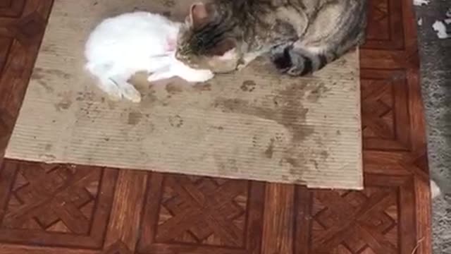 a hunter cat eats a rabbit !