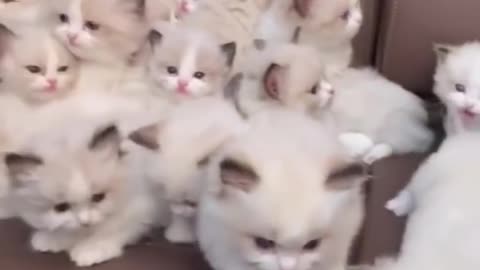 Funny cats so cute