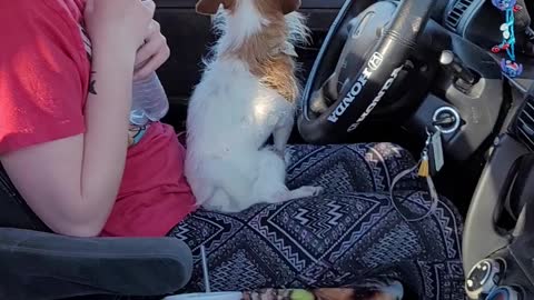 Daisy Loves To Go For Rides