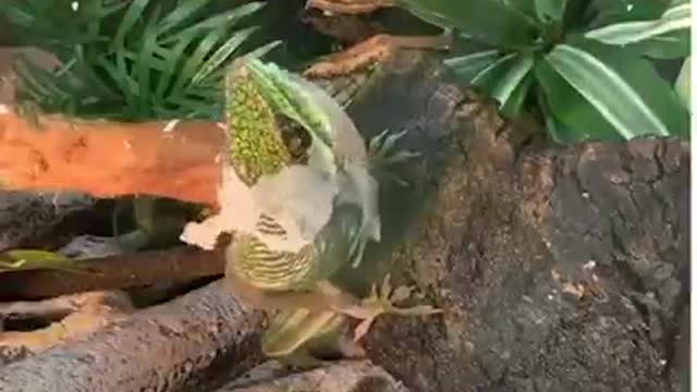 Seeing animals shedding their skin is weirdly satisfying 😳 🕷