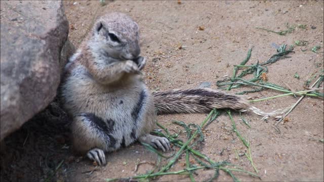 A group of squirrels eating tree leaves near their burrow