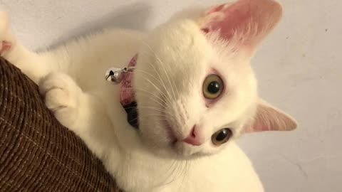 Kitten talking