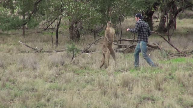 man punches a kangaroo to save his dog!