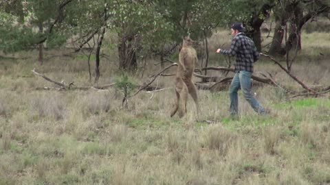 man punches a kangaroo to save his dog!