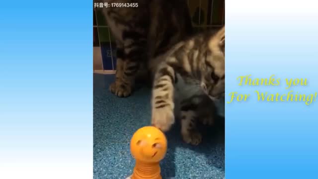 Funny cat with owner