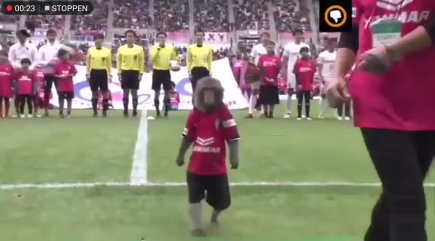 MONKEY PLAYING FOOTBALL IN JAPAN