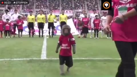 MONKEY PLAYING FOOTBALL IN JAPAN