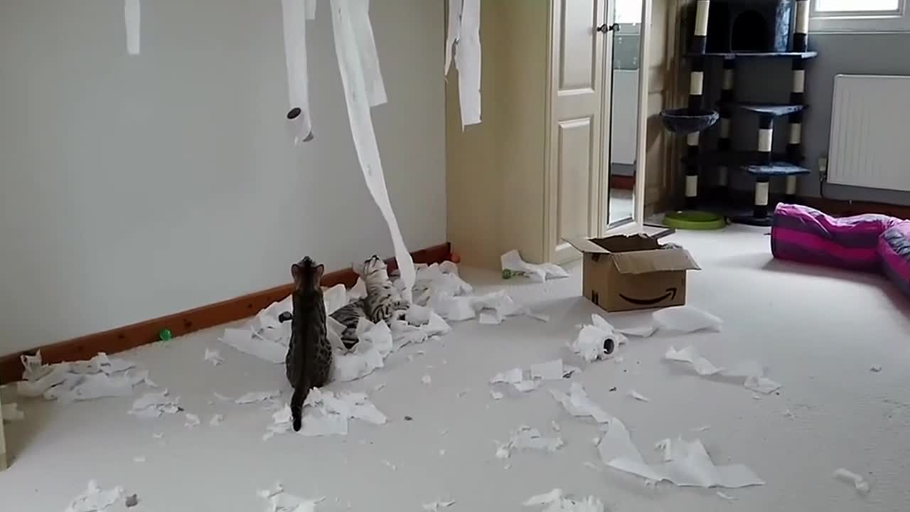 Bengal Cats React To Toilet Paper