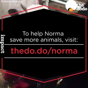 Rescued Farm Animals Snuggle With Their Favorite Person | The Dodo Daily