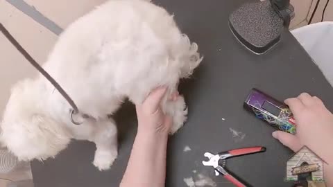 No Pain! Beginners Guide to Dog Nail Clipping