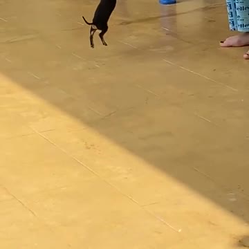 dog owner teaching dog