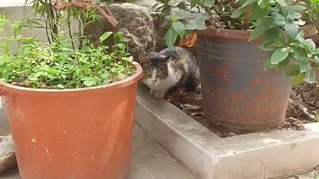 Cute cat in the garden