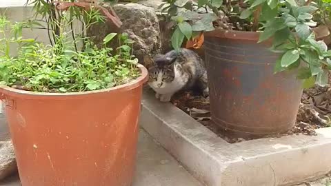 Cute cat in the garden