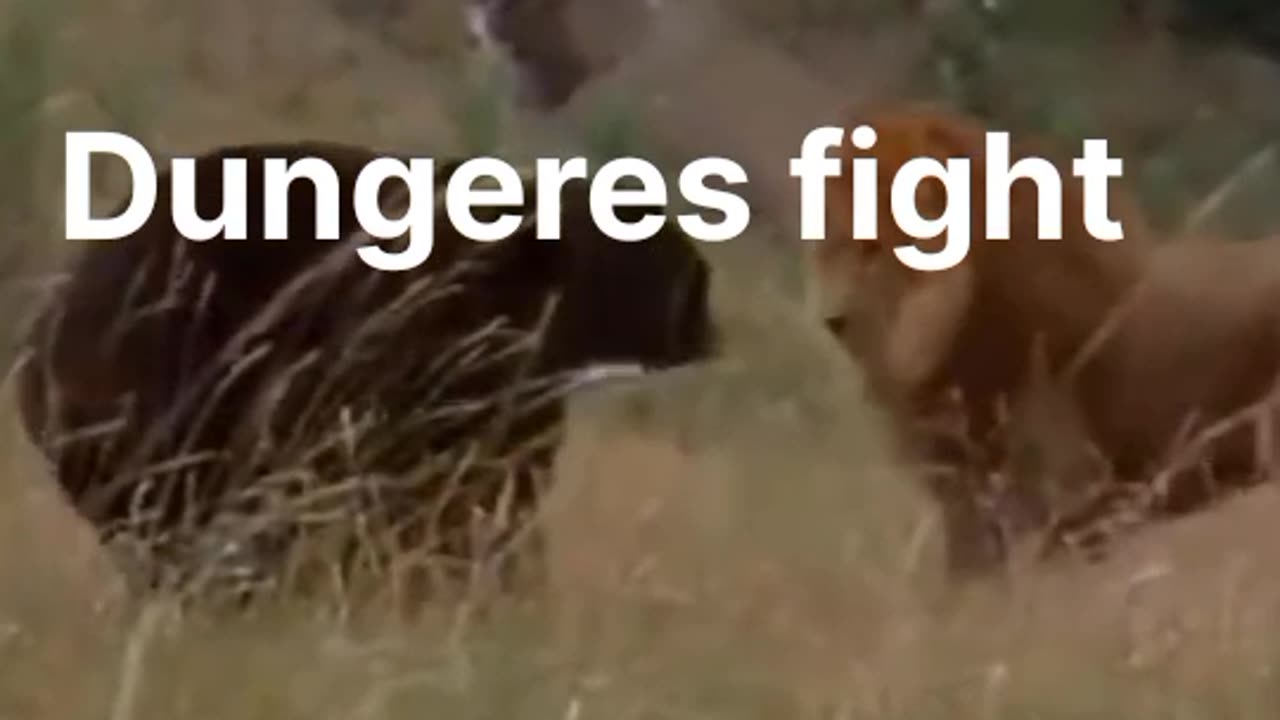 Dungeres fight rich & tiger 🐯 just fight moments #1##1#1